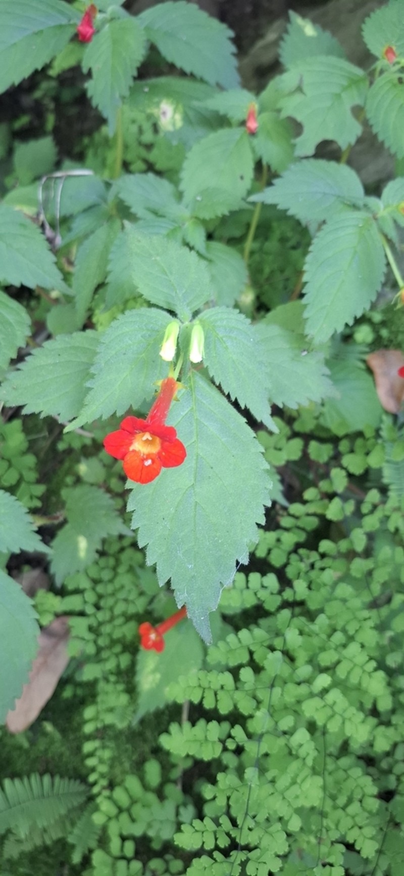 Achimenes heterophylla photo 3
