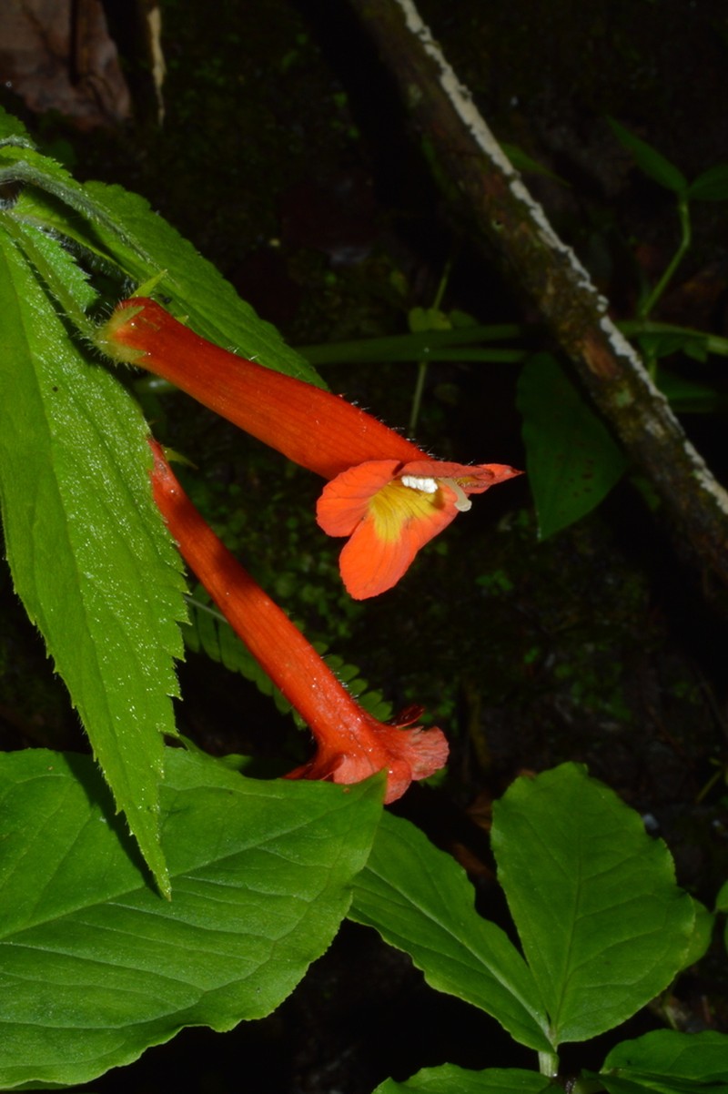 Achimenes heterophylla photo 6