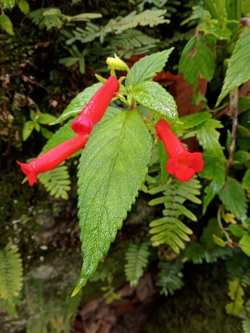 Achimenes heterophylla photo 7