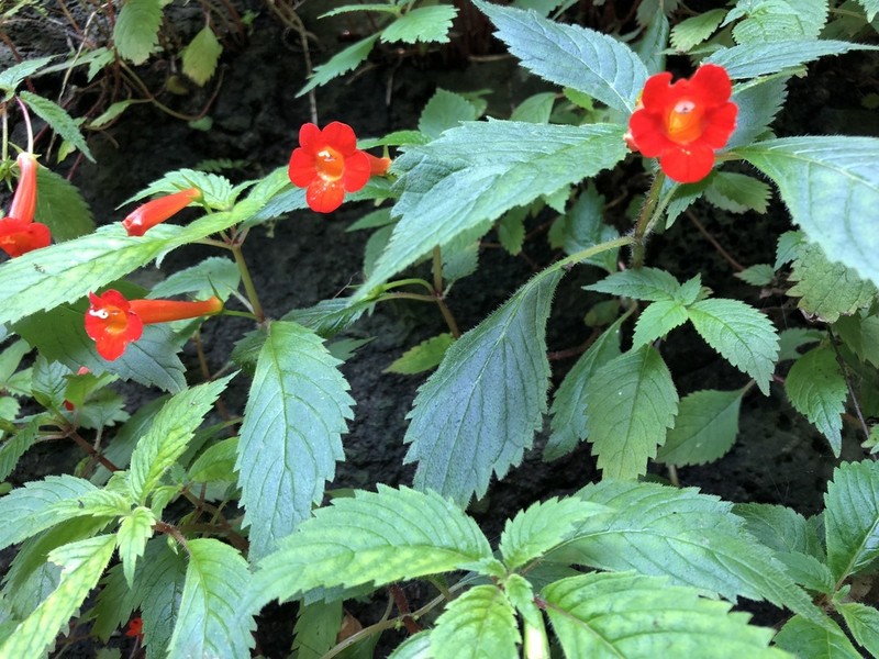 Achimenes heterophylla photo 8