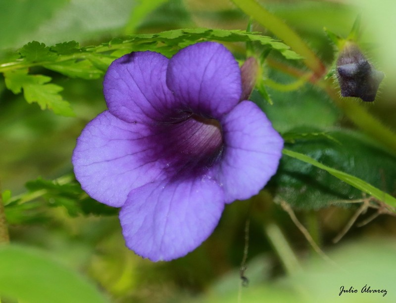 Achimenes hintoniana