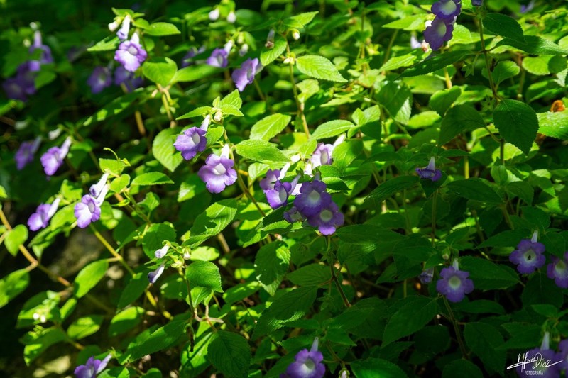 Achimenes hintoniana photo 2
