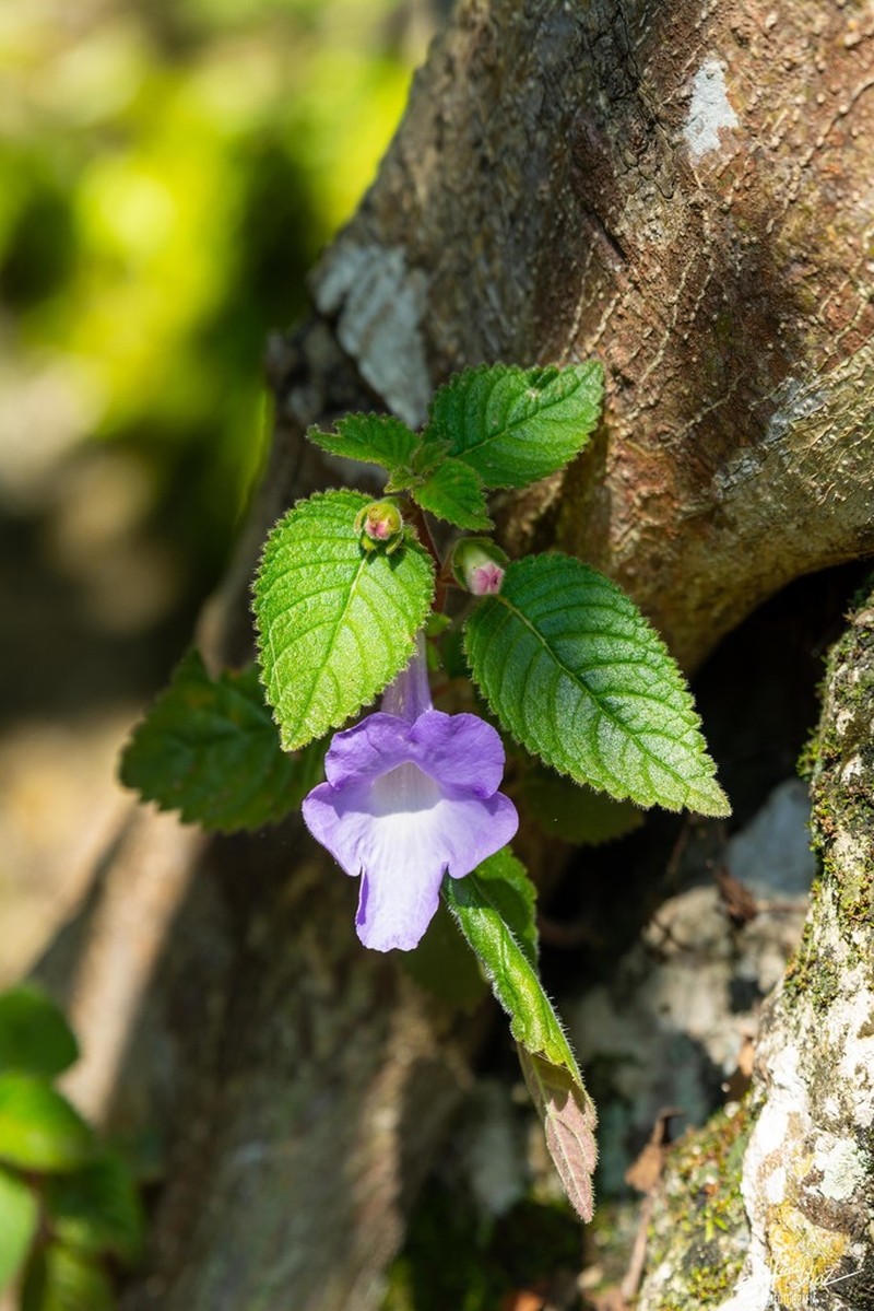 Achimenes hintoniana photo 3