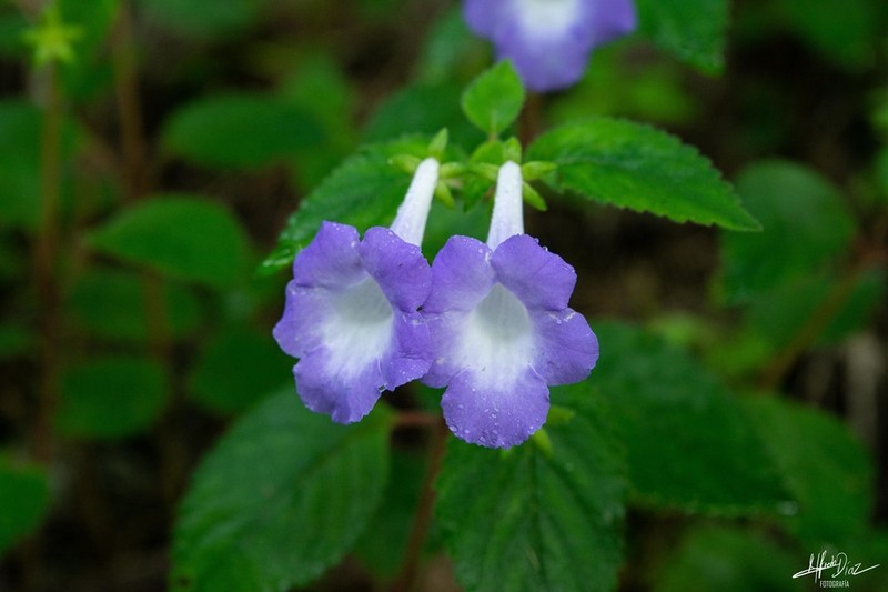 Achimenes hintoniana photo 4