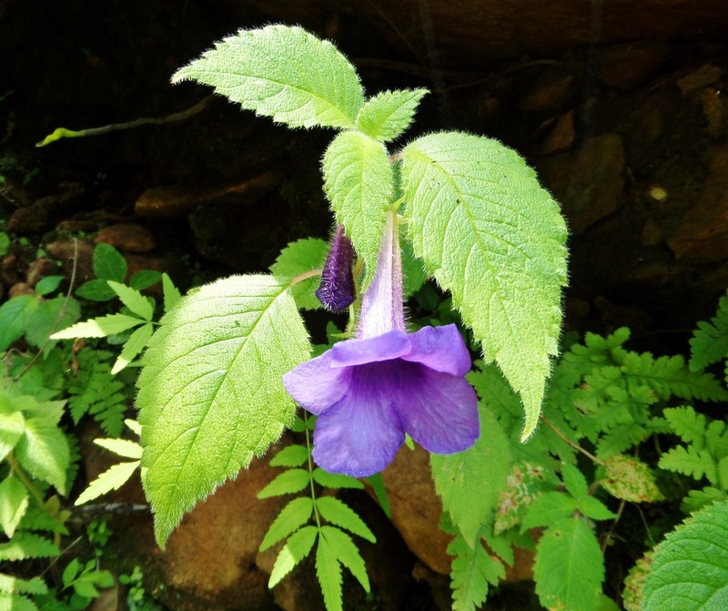 Achimenes hintoniana photo 5