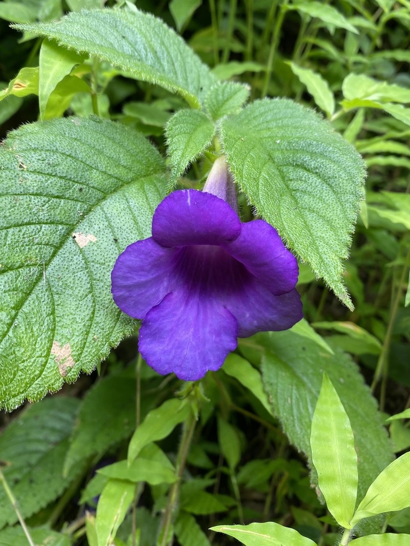 Achimenes hintoniana photo 6