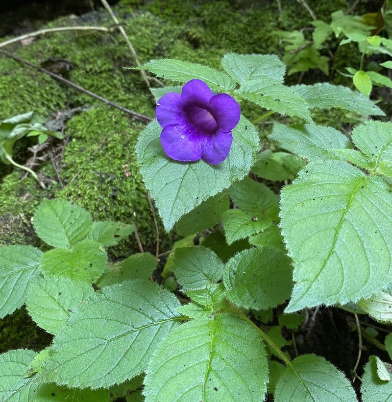 Achimenes hintoniana photo 7