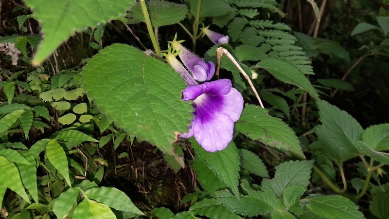 Achimenes hintoniana photo 8