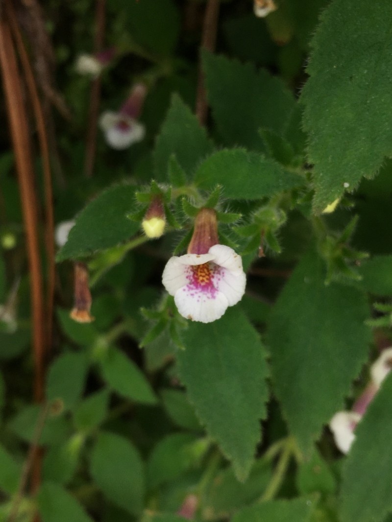 Achimenes ixtapaensis