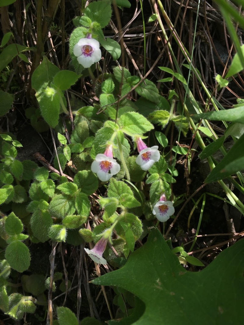 Achimenes ixtapaensis photo 2