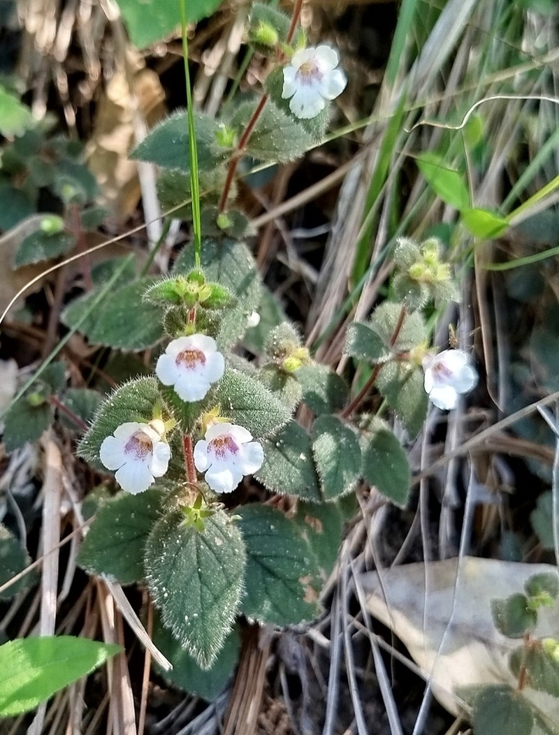 Achimenes ixtapaensis photo 3