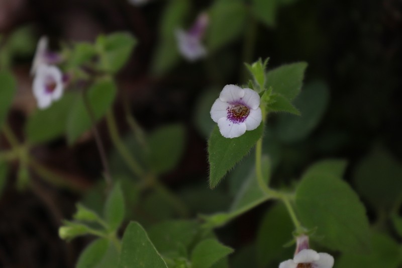 Achimenes ixtapaensis photo 4