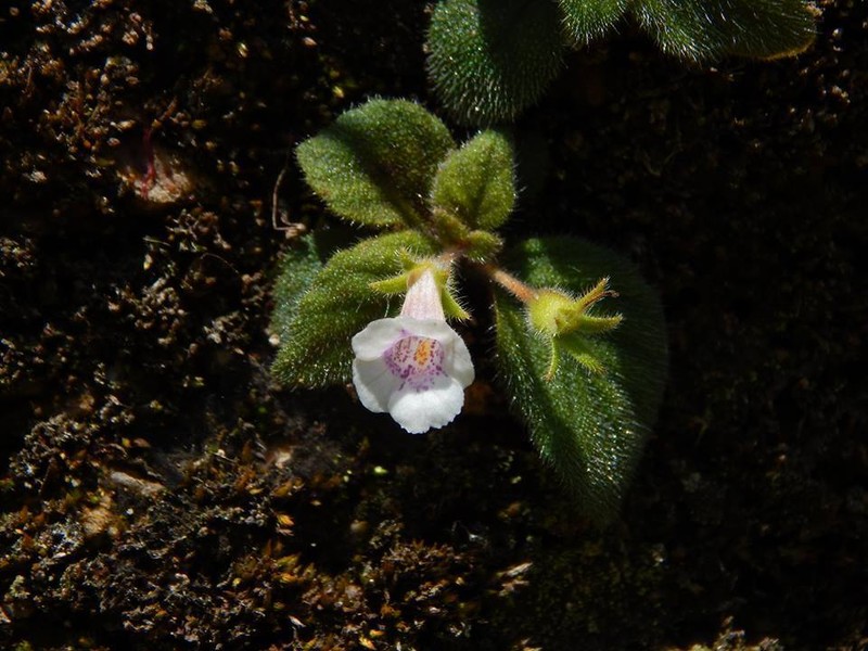 Achimenes ixtapaensis photo 5