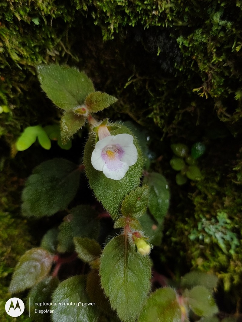 Achimenes ixtapaensis photo 6