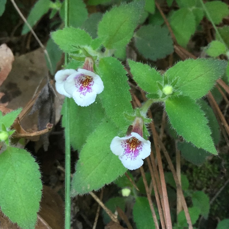 Achimenes ixtapaensis photo 7