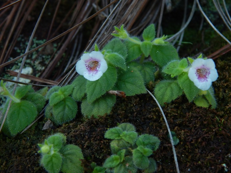 Achimenes ixtapaensis photo 8