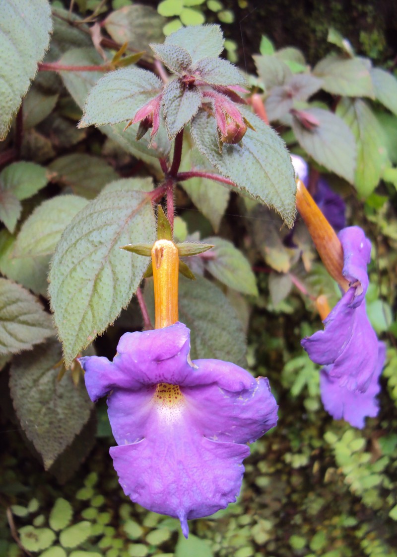 Achimenes longiflora