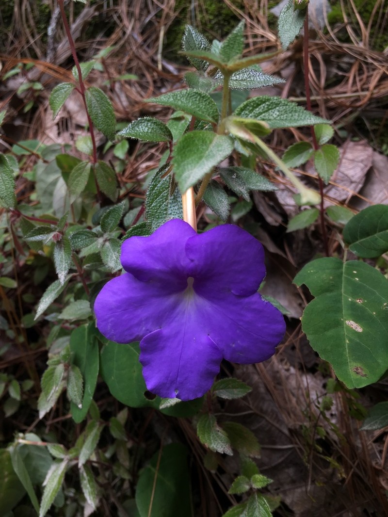Achimenes longiflora photo 2