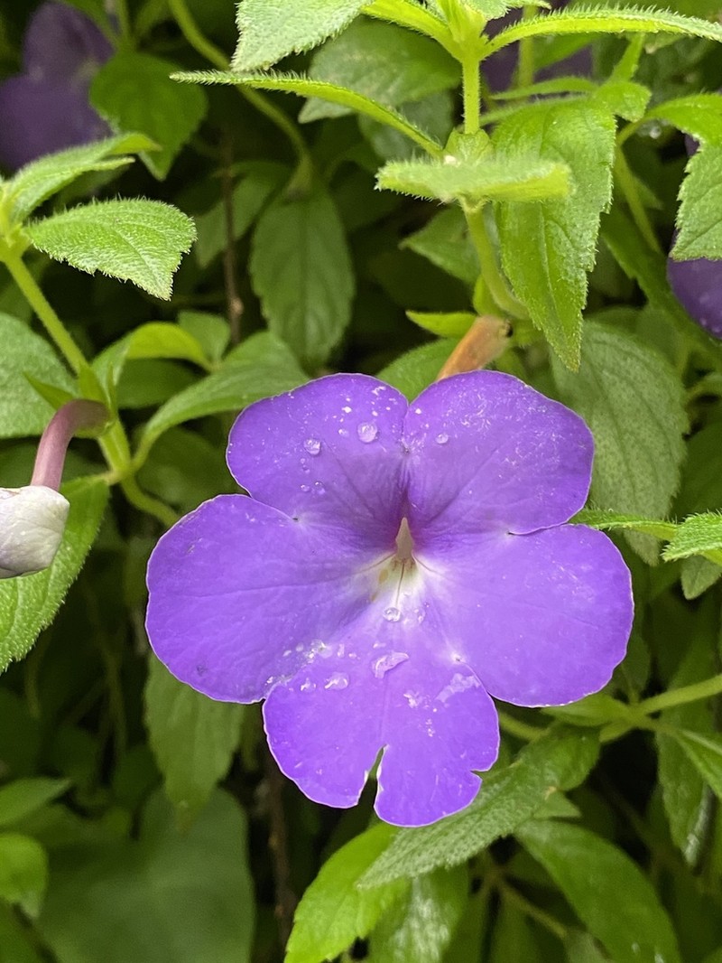 Achimenes longiflora photo 3
