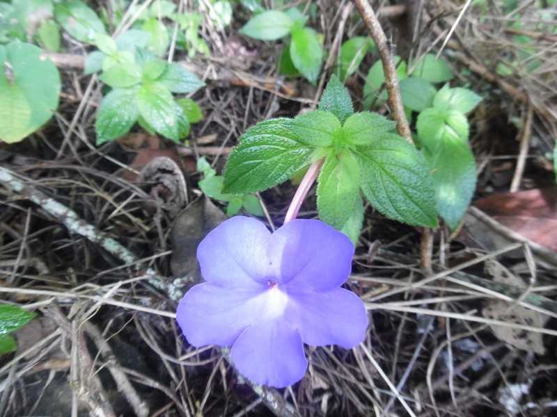 Achimenes longiflora photo 4