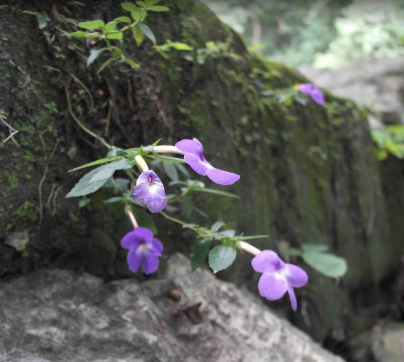 Achimenes longiflora photo 5