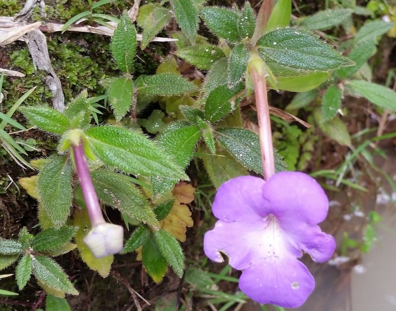 Achimenes longiflora photo 6