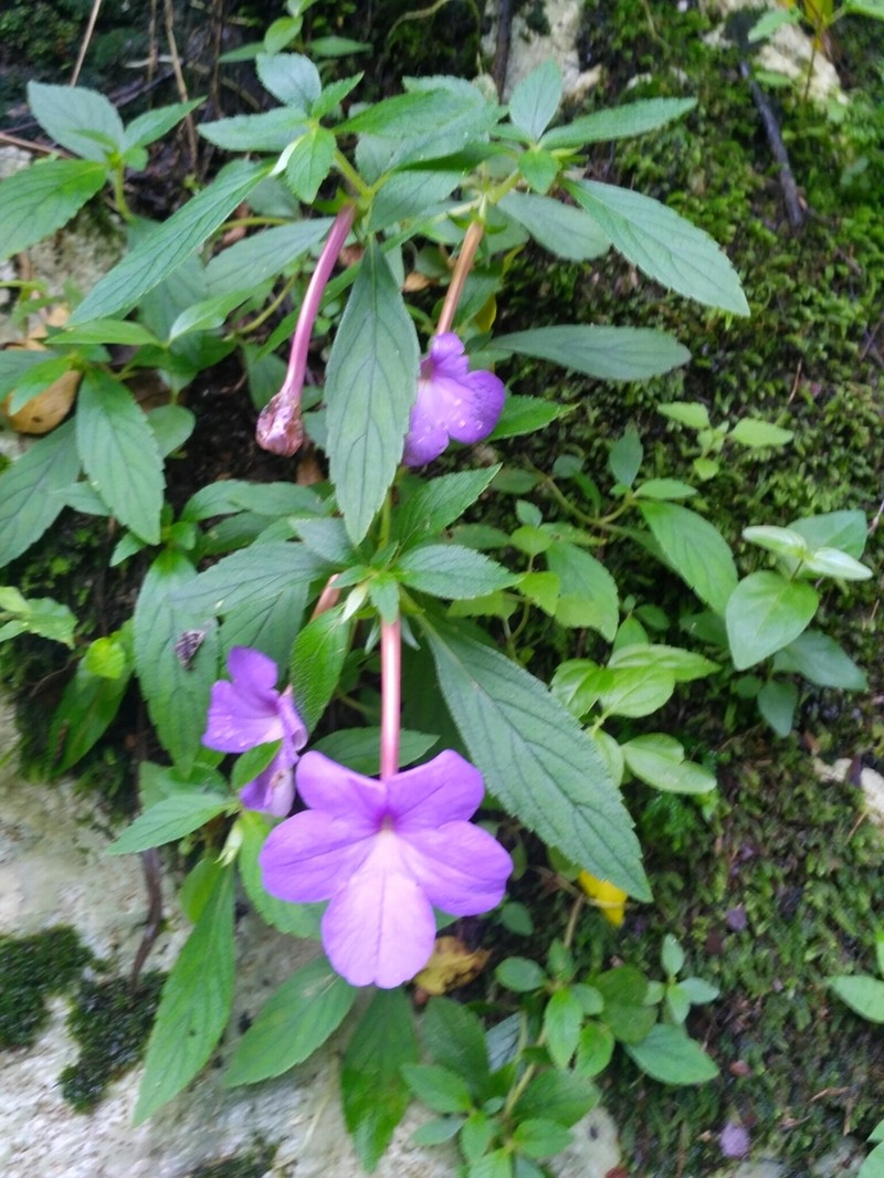 Achimenes longiflora photo 7