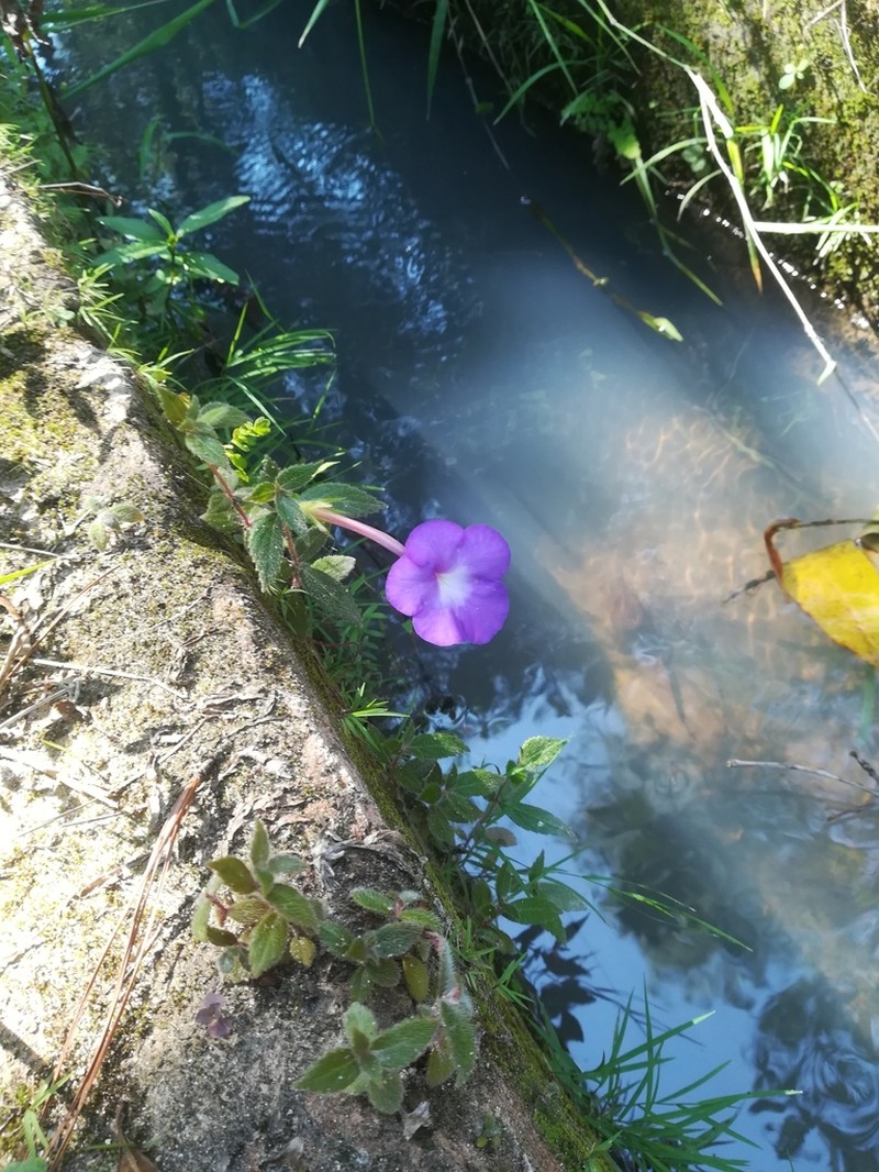 Achimenes longiflora photo 8