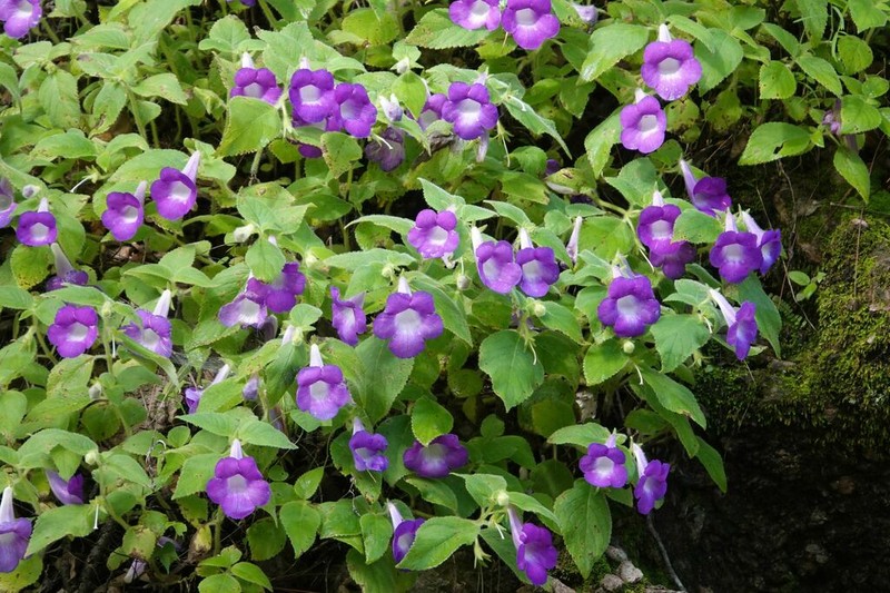 Achimenes mexicana