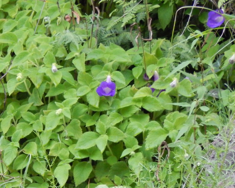 Achimenes mexicana photo 2