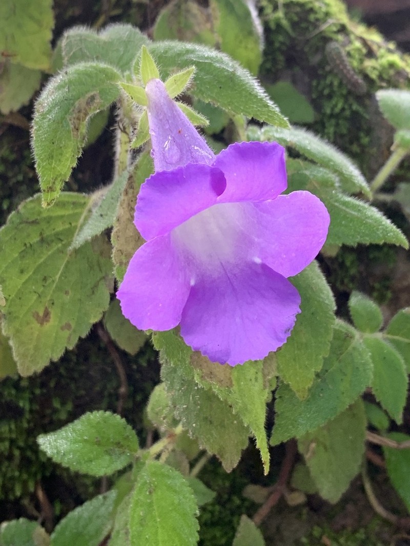 Achimenes mexicana photo 3