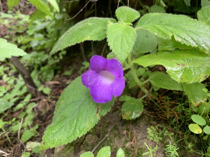 Achimenes mexicana photo 4