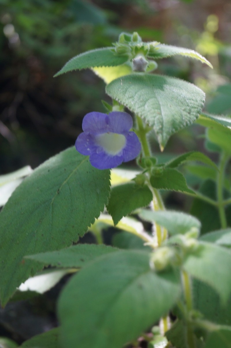 Achimenes mexicana photo 6