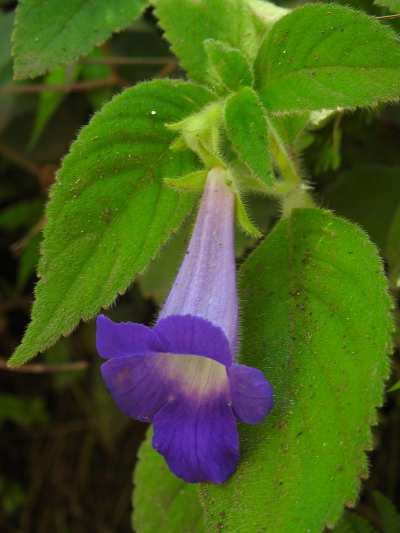 Achimenes mexicana photo 7
