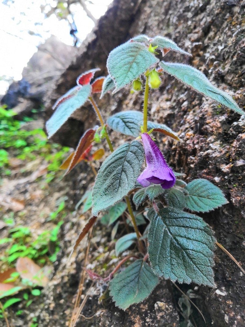 Achimenes mexicana photo 8