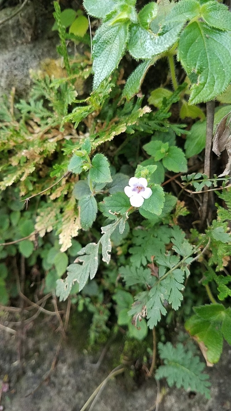 Achimenes misera