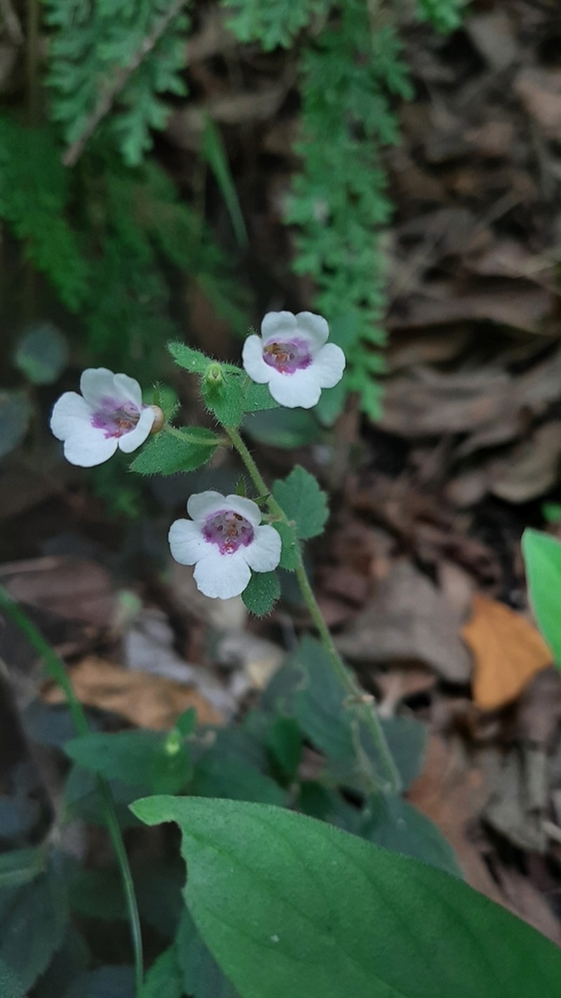 Achimenes misera photo 2