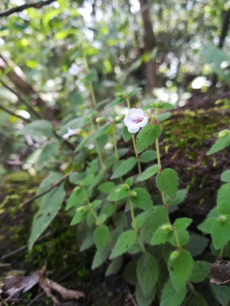 Achimenes misera photo 3