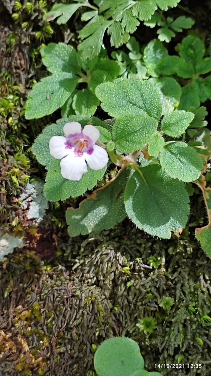 Achimenes misera photo 4