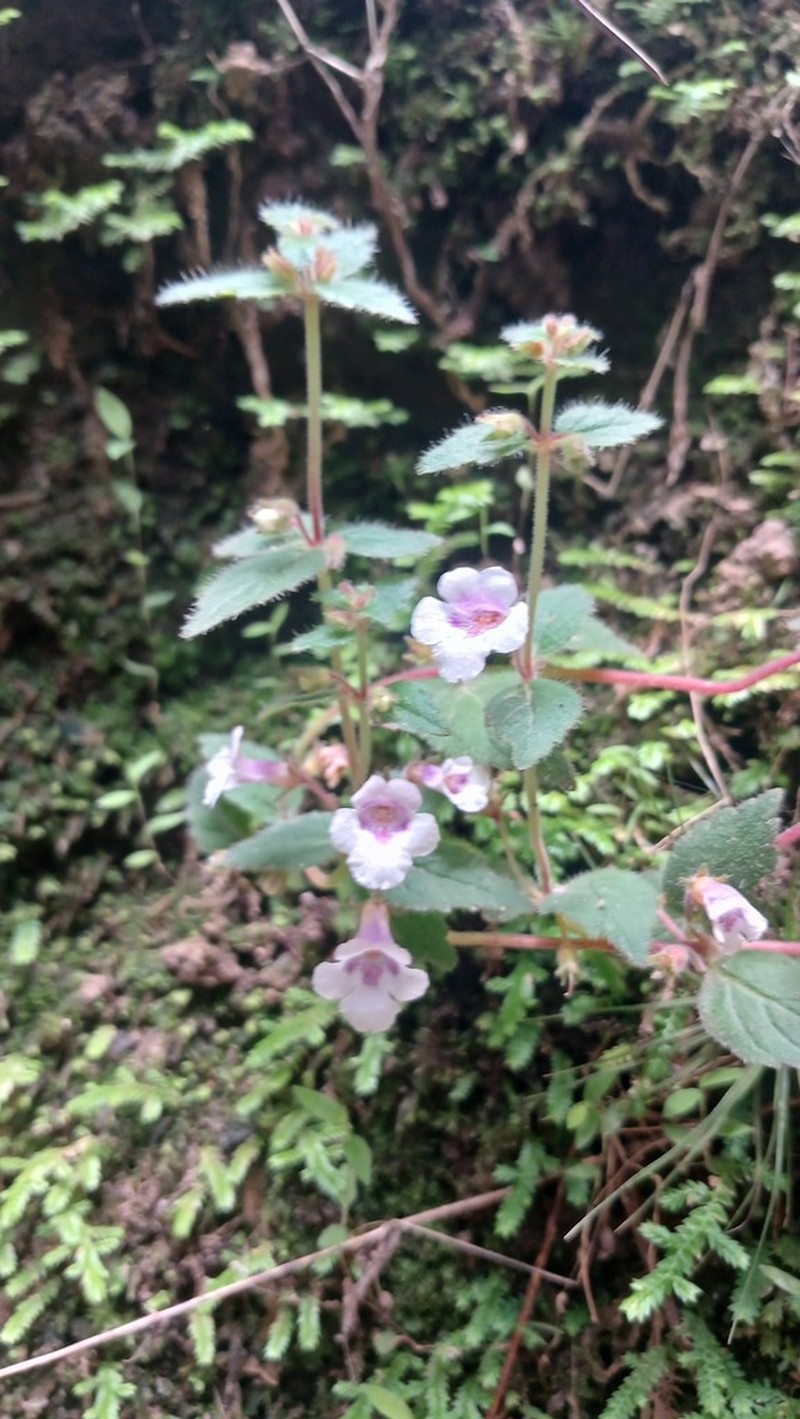 Achimenes misera photo 5