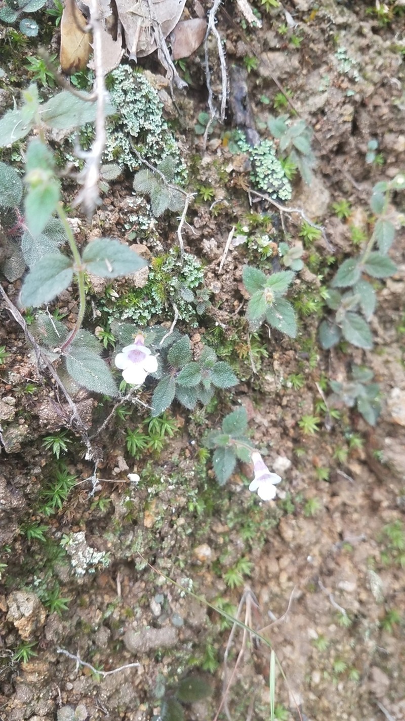 Achimenes misera photo 6
