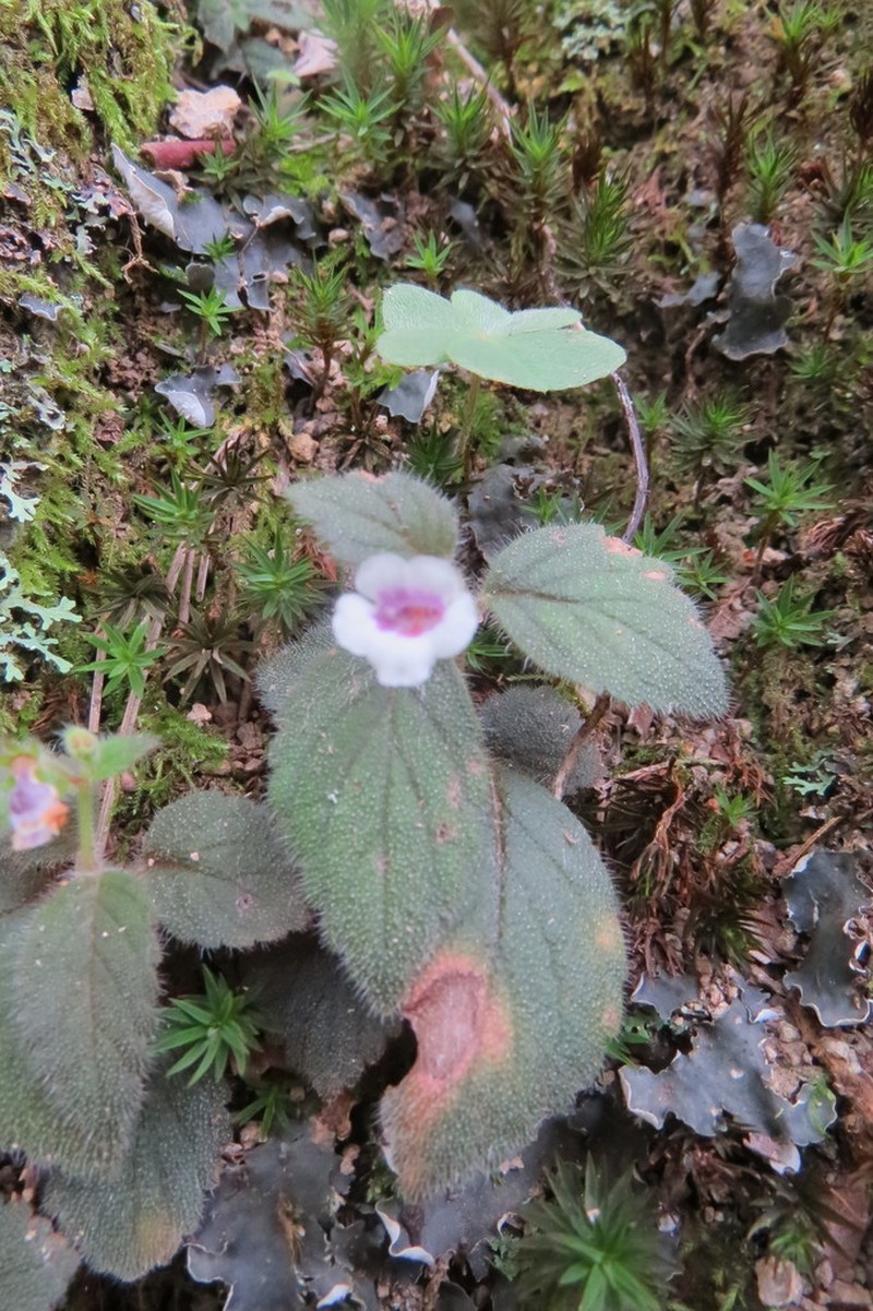 Achimenes misera photo 7