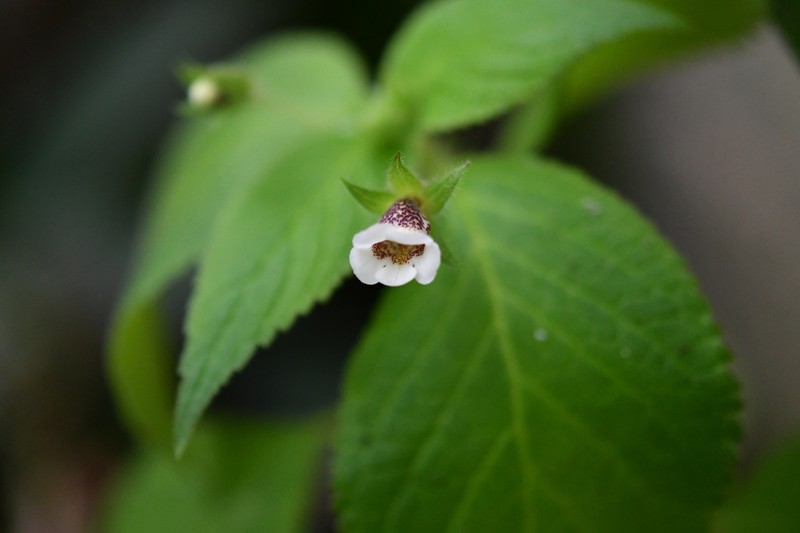 Achimenes misera photo 8