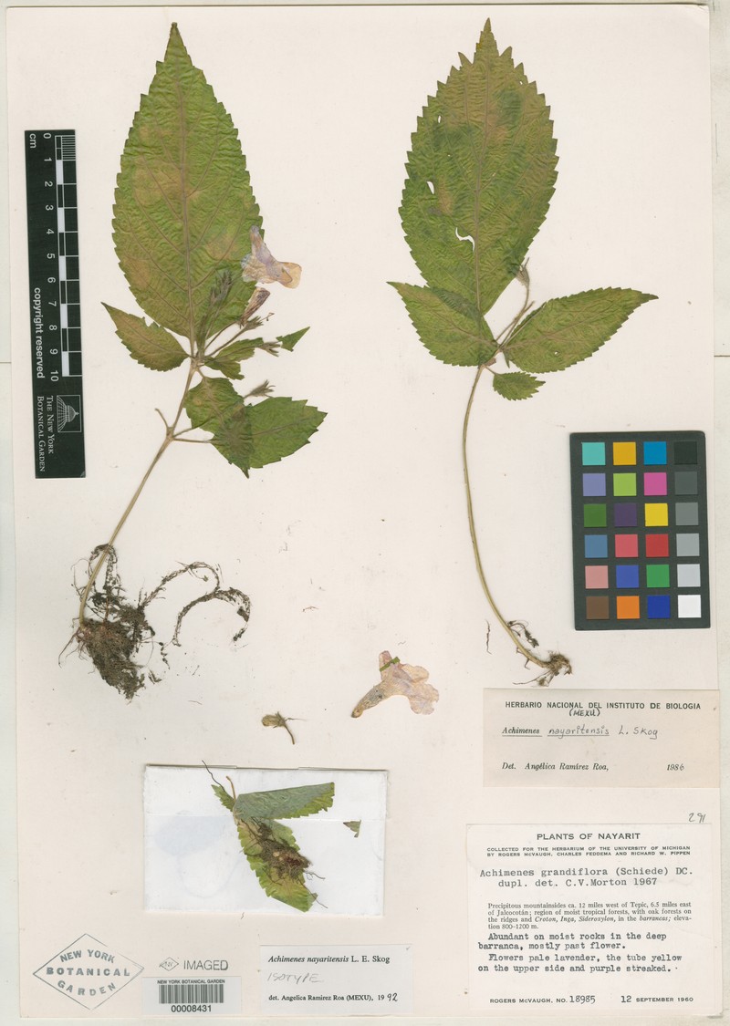 Achimenes nayaritensis