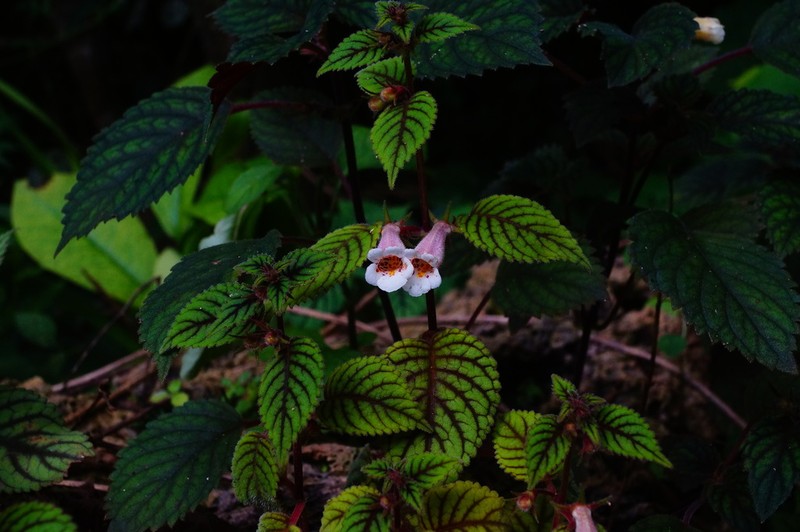 Achimenes obscura