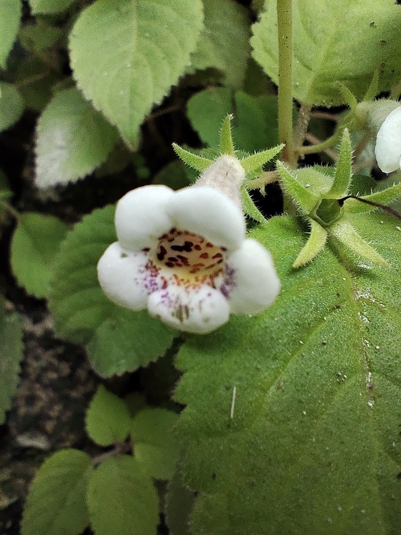 Achimenes obscura photo 2