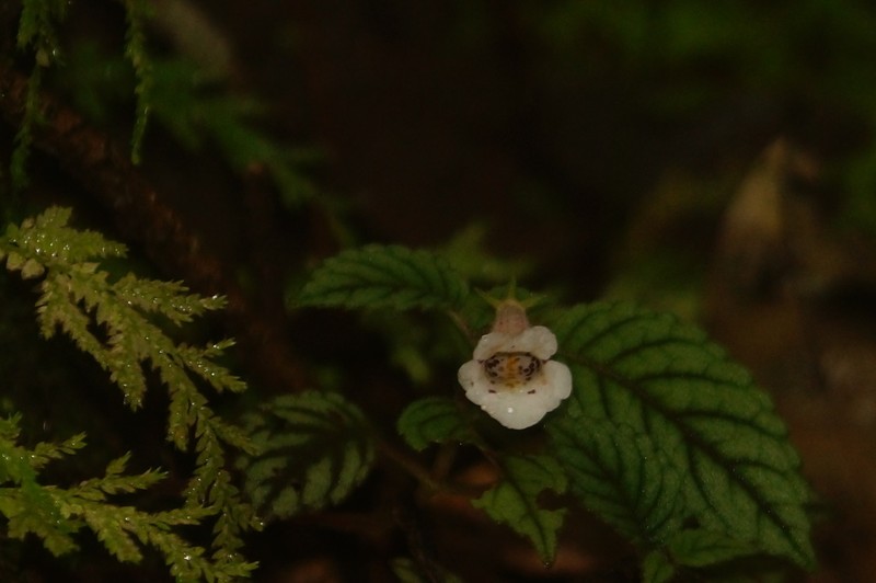 Achimenes obscura photo 3