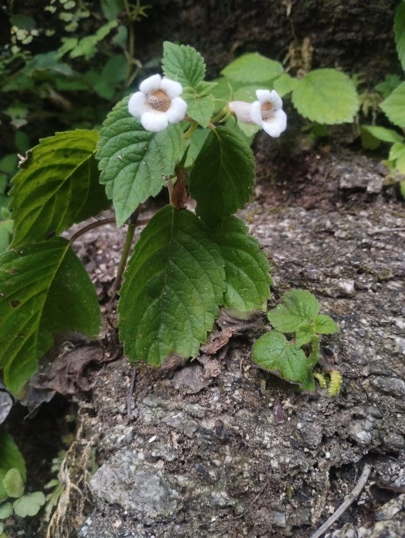 Achimenes obscura photo 5