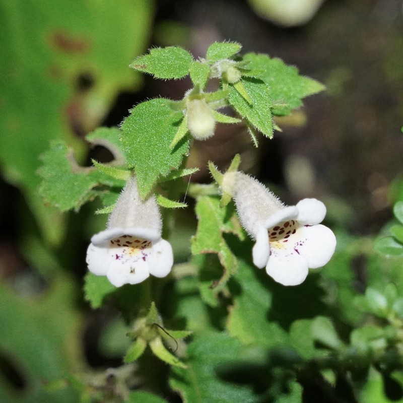 Achimenes obscura photo 6