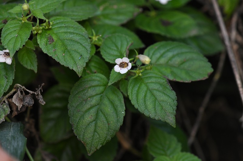 Achimenes obscura photo 7
